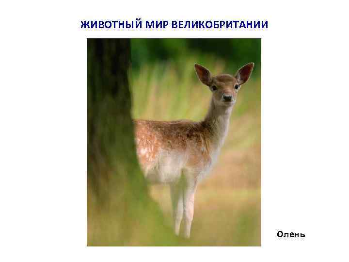 ЖИВОТНЫЙ МИР ВЕЛИКОБРИТАНИИ Олень 