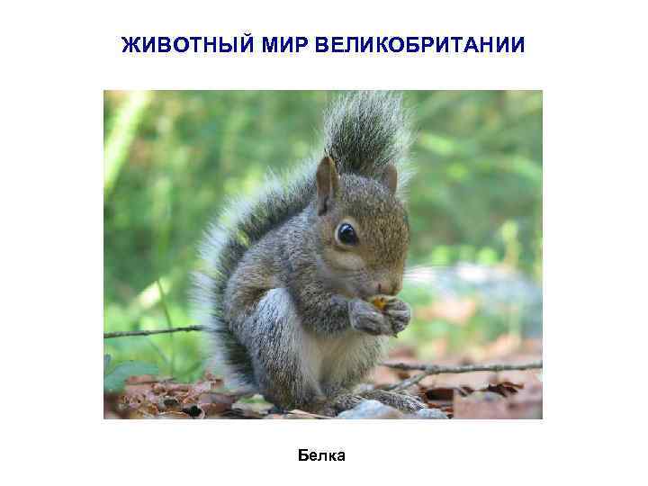 ЖИВОТНЫЙ МИР ВЕЛИКОБРИТАНИИ Белка 