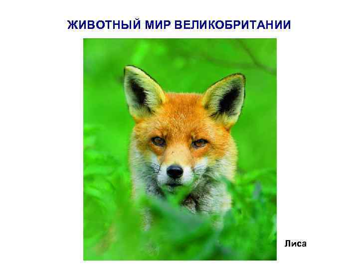 ЖИВОТНЫЙ МИР ВЕЛИКОБРИТАНИИ Лиса 