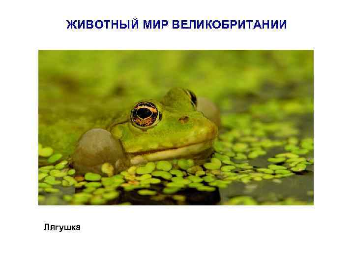 ЖИВОТНЫЙ МИР ВЕЛИКОБРИТАНИИ Лягушка 