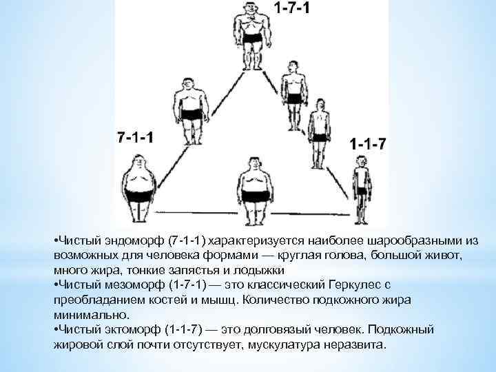  • Чистый эндоморф (7 -1 -1) характеризуется наиболее шарообразными из возможных для человека