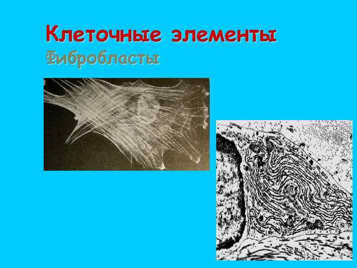 Клеточные элементы Фибробласты 