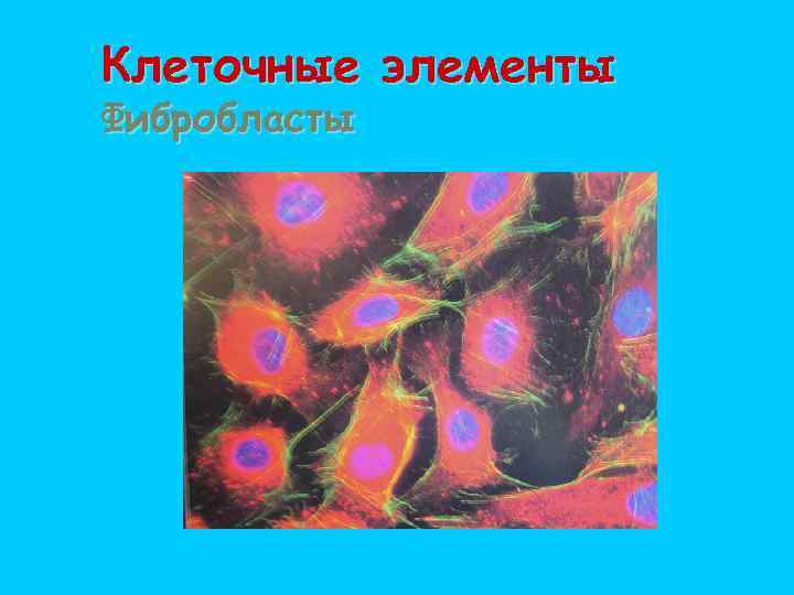 Клеточные элементы Фибробласты 