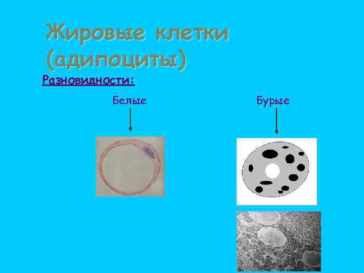 Жировые клетки (адипоциты) Разновидности: Белые Бурые 
