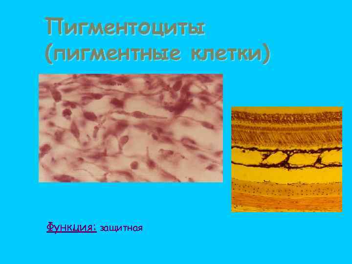 Пигментоциты (пигментные клетки) Функция: защитная 