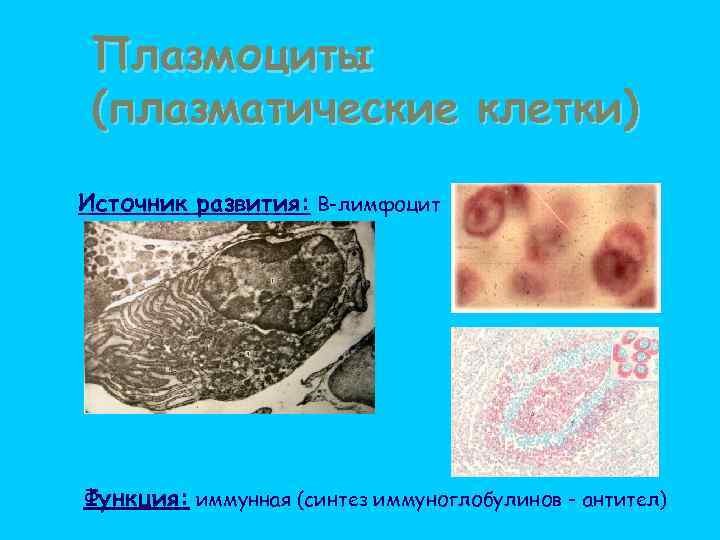 Плазмоциты (плазматические клетки) Источник развития: В-лимфоцит Функция: иммунная (синтез иммуноглобулинов - антител) 