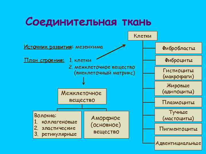 Соединительная ткань Клетки Источник развития: мезенхима План строения: 1. клетки 2. межклеточное вещество (внеклеточный