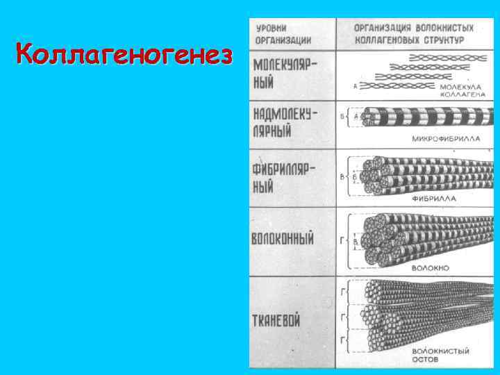 Коллагеногенез 