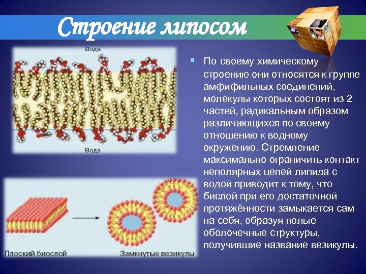 Строение липосом § По своему химическому строению они относятся к группе амфифильных соединений, молекулы