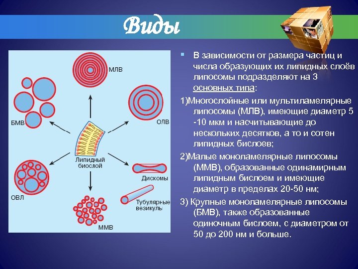 Виды § В зависимости от размера частиц и числа образующих их липидных слоёв липосомы
