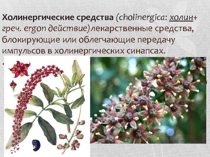 Холинергические средства (cholinergica: холин+ греч. ergon действие)лекарственные средства, блокирующие или облегчающие передачу импульсов в