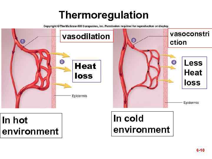 Thermoregulation vasoconstri ction vasodilation Less Heat loss In hot environment In cold environment 6