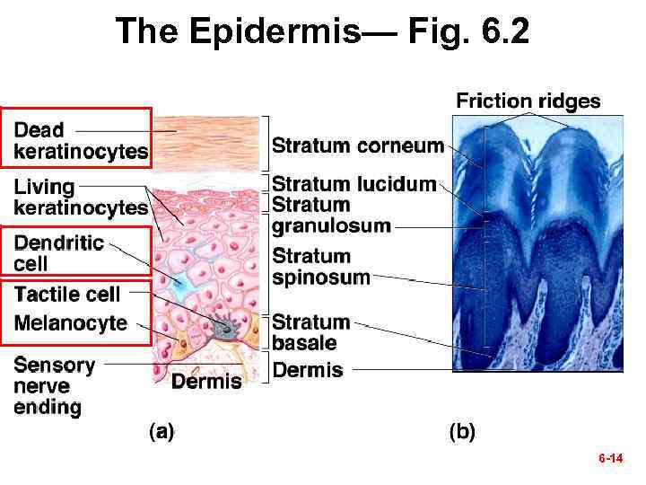 The Epidermis— Fig. 6. 2 6 -14 