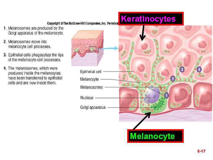 Keratinocytes Melanocyte 6 -17 