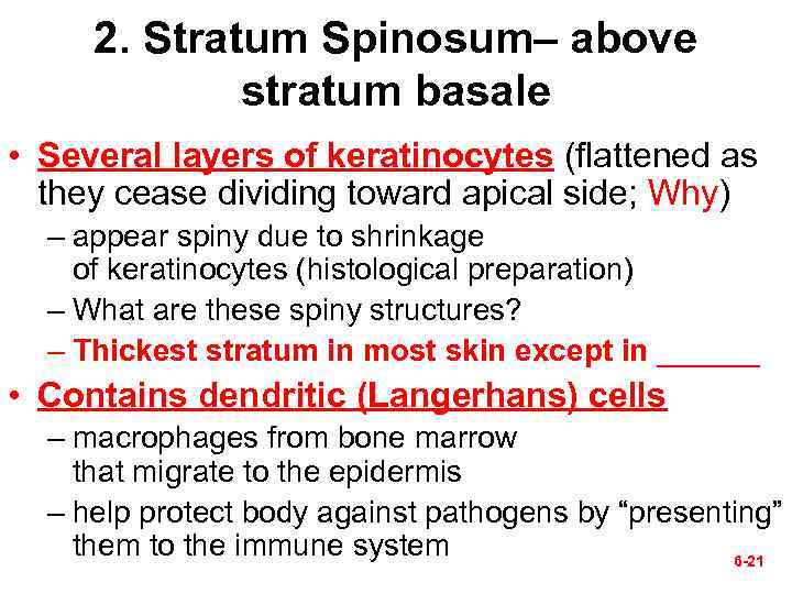 2. Stratum Spinosum– above stratum basale • Several layers of keratinocytes (flattened as they