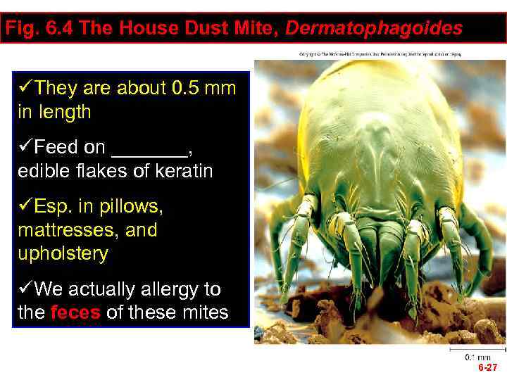 Fig. 6. 4 The House Dust Mite, Dermatophagoides üThey are about 0. 5 mm