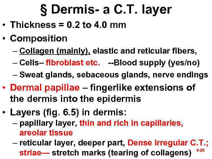 § Dermis- a C. T. layer • Thickness = 0. 2 to 4. 0