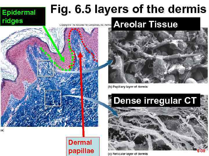 Epidermal ridges Fig. 6. 5 layers of the dermis Areolar Tissue Dense irregular CT