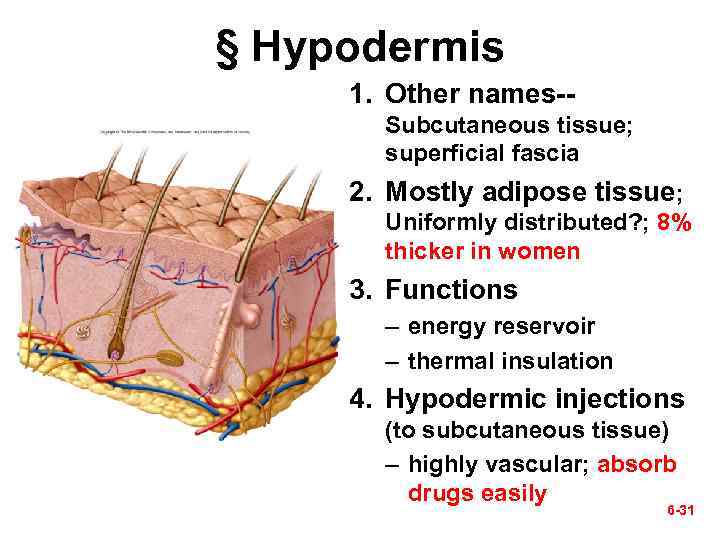 § Hypodermis 1. Other names-Subcutaneous tissue; superficial fascia 2. Mostly adipose tissue; Uniformly distributed?