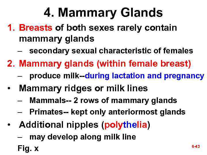 4. Mammary Glands 1. Breasts of both sexes rarely contain mammary glands – secondary