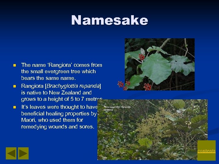 Namesake n n n The name ‘Rangiora’ comes from the small evergreen tree which