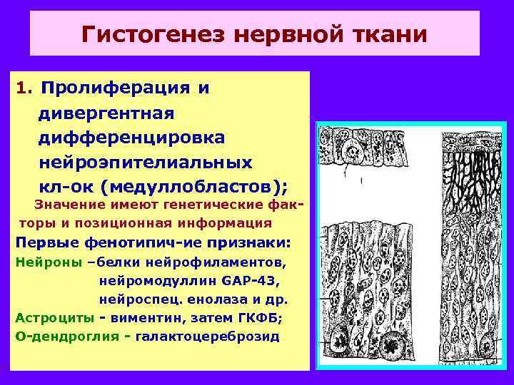 Гистогенез нервной ткани 1. Пролиферация и дивергентная дифференцировка нейроэпителиальных кл-ок (медуллобластов); Значение имеют генетические