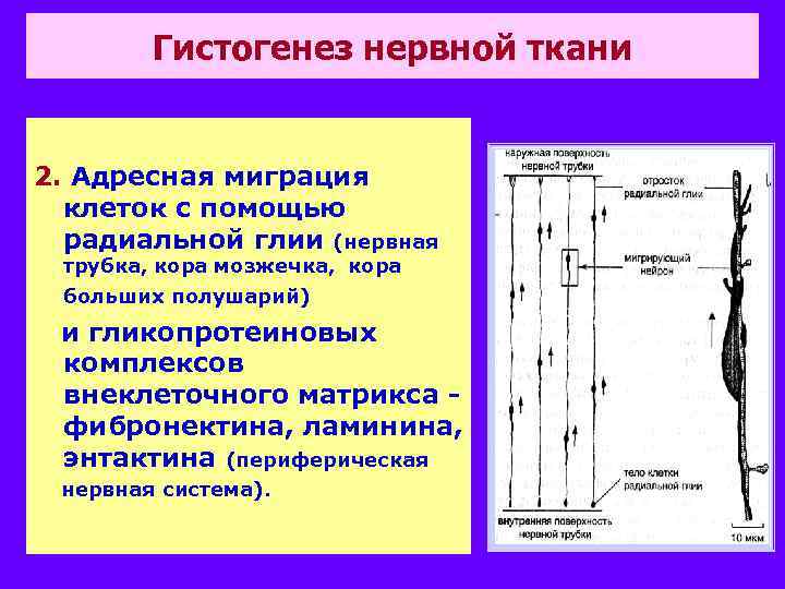 Гистогенез нервной ткани 2. Адресная миграция клеток с помощью радиальной глии (нервная трубка, кора