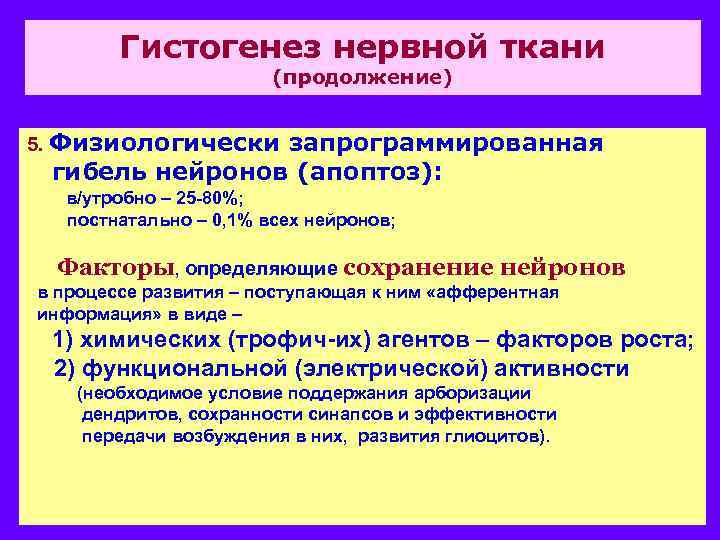 Гистогенез нервной ткани (продолжение) 5. Физиологически запрограммированная гибель нейронов (апоптоз): в/утробно – 25 -80%;