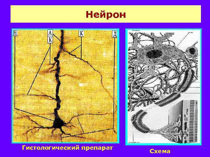 Нейрон Гистологический препарат Схема 