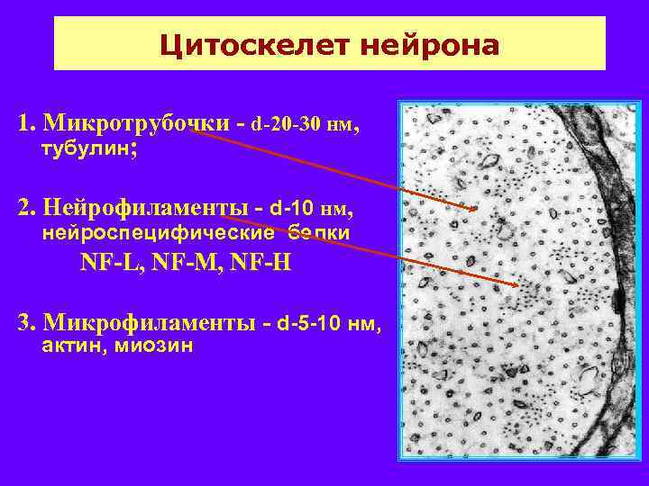 Цитоскелет нейрона 1. Микротрубочки - d-20 -30 нм, тубулин; 2. Нейрофиламенты - d-10 нм,