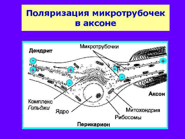 Поляризация микротрубочек в аксоне + + + - - 