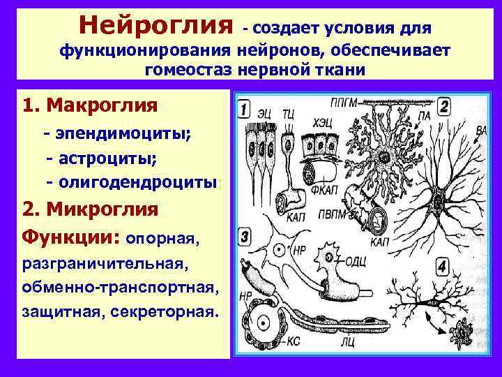 Нейроглия - создает условия для функционирования нейронов, обеспечивает гомеостаз нервной ткани 1. Макроглия -