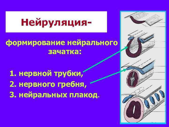 Нейруляцияформирование нейрального зачатка: 1. нервной трубки, 2. нервного гребня, 3. нейральных плакод. 