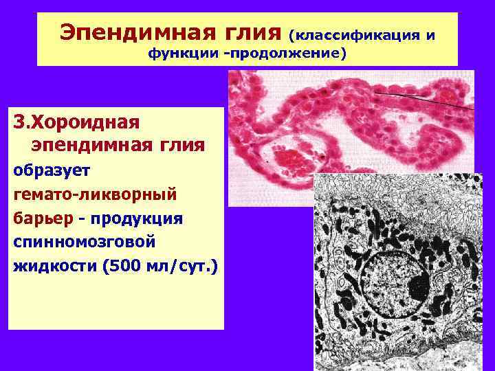 Эпендимная глия (классификация и функции -продолжение) 3. Хороидная эпендимная глия образует гемато-ликворный барьер -