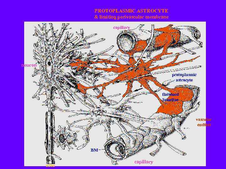 PROTOPLASMIC ASTROCYTE & limiting perivascular membrane capillary neuron protoplasmic astrocyte flattened lamellae vascular endfeet