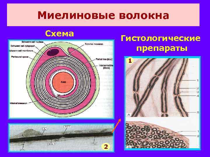 Миелиновые волокна Схема Гистологические препараты 1 2 