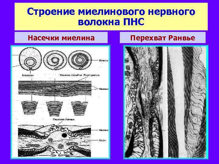 Строение миелинового нервного волокна ПНС Насечки миелина Перехват Ранвье 