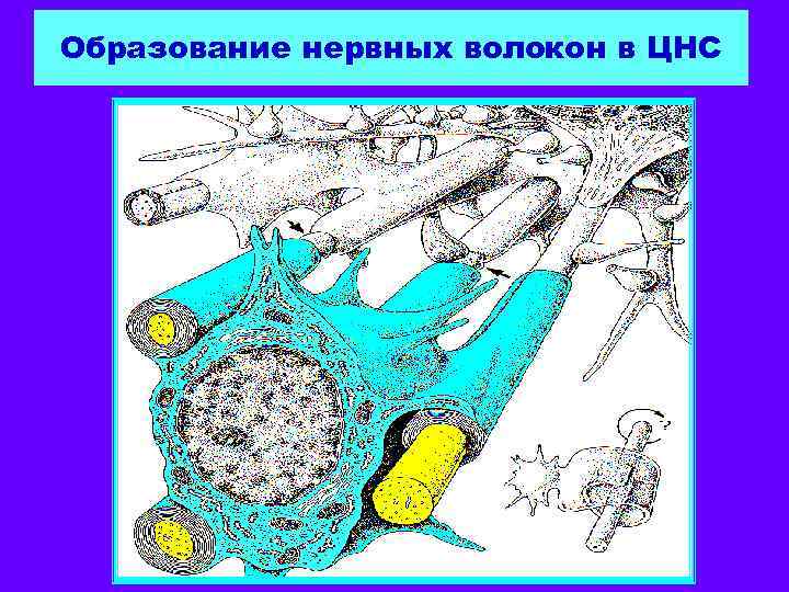 Образование нервных волокон в ЦНС 