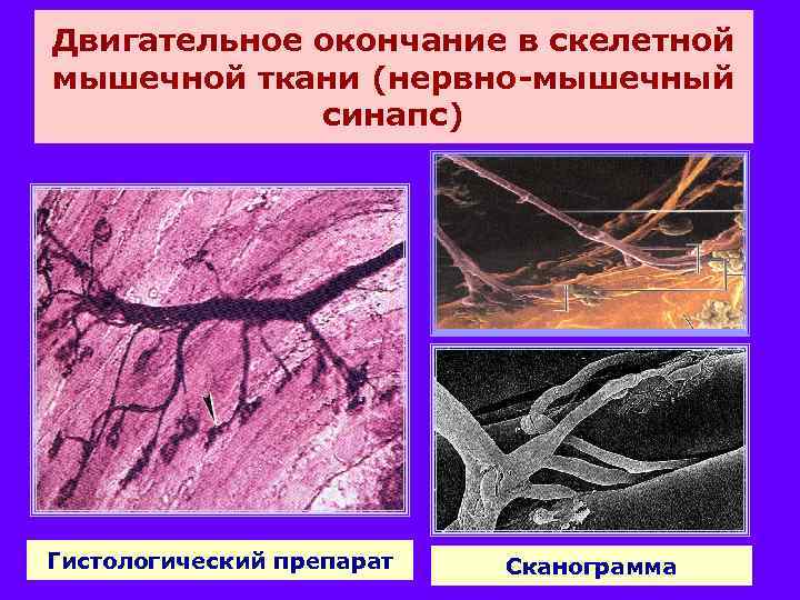 Двигательное окончание в скелетной мышечной ткани (нервно-мышечный синапс) Гистологический препарат Сканограмма 