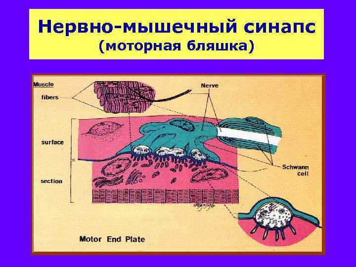 Нервно-мышечный синапс (моторная бляшка) 