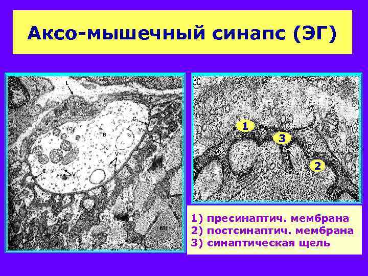 Аксо-мышечный синапс (ЭГ) 1 3 2 1) пресинаптич. мембрана 2) постсинаптич. мембрана 3) синаптическая