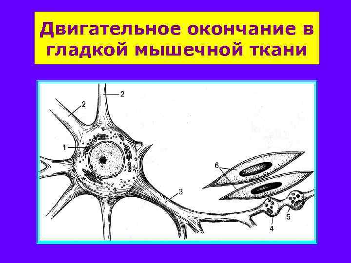 Двигательное окончание в гладкой мышечной ткани 