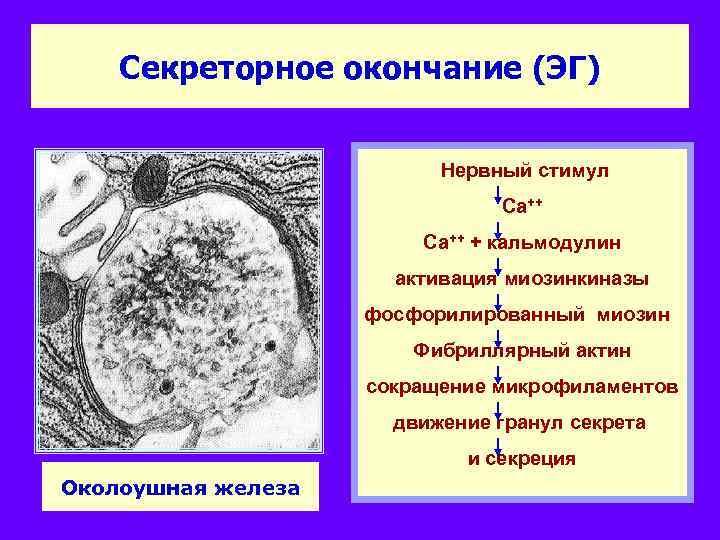 Секреторное окончание (ЭГ) Нервный стимул Са++ + кальмодулин активация миозинкиназы фосфорилированный миозин Фибриллярный актин