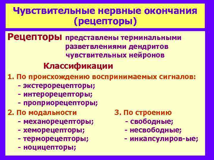 Чувствительные нервные окончания (рецепторы) Рецепторы представлены терминальными разветвлениями дендритов чувствительных нейронов Классификации 1. По