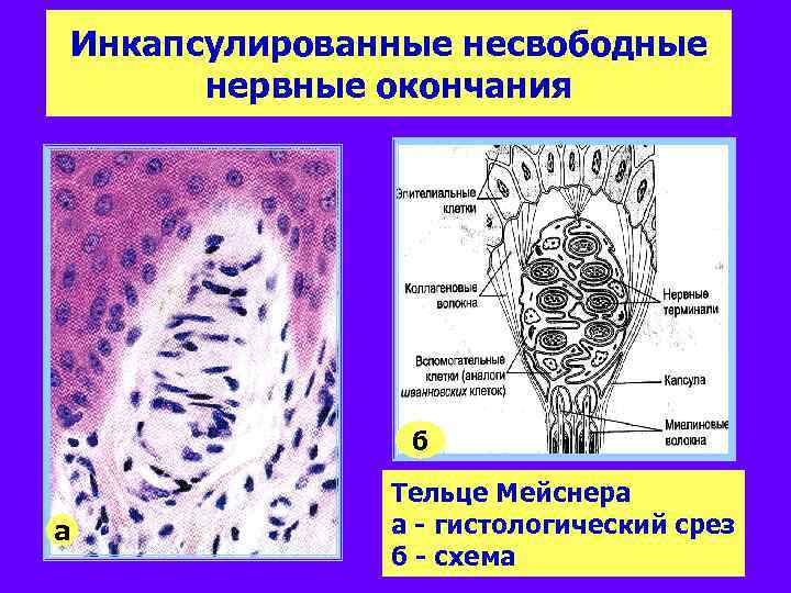 Инкапсулированные несвободные нервные окончания б aа Тельце Мейснера а - гистологический срез б -