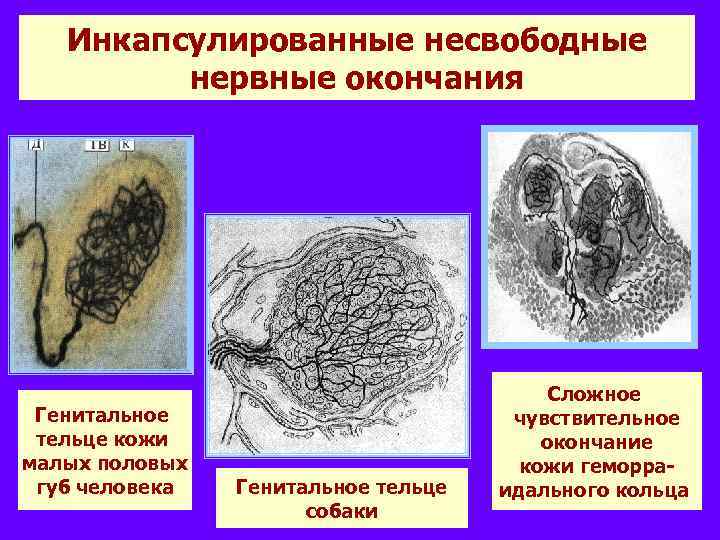 Инкапсулированные несвободные нервные окончания Генитальное тельце кожи малых половых губ человека Генитальное тельце собаки