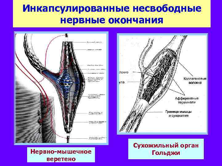 Инкапсулированные несвободные нервные окончания Нервно-мышечное веретено Сухожильный орган Гольджи 