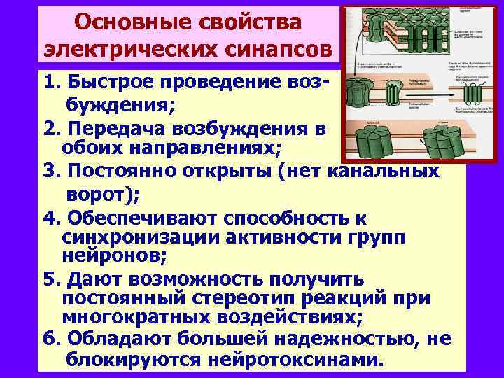 Основные свойства электрических синапсов 1. Быстрое проведение возбуждения; 2. Передача возбуждения в обоих направлениях;