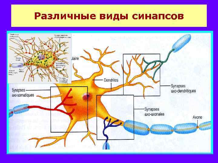 Различные виды синапсов 