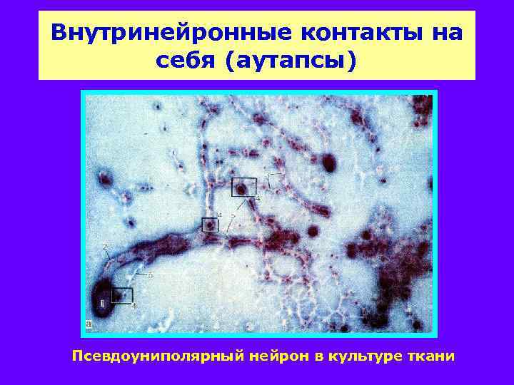 Внутринейронные контакты на себя (аутапсы) Псевдоуниполярный нейрон в культуре ткани 